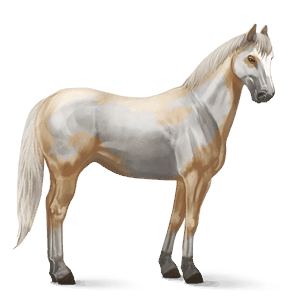cavallo da corsa knabstrupper baio