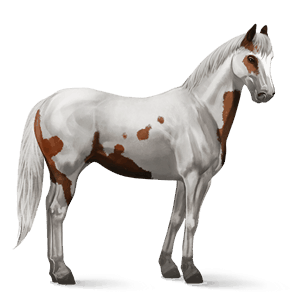 cavallo da corsa paint horse tovero castano