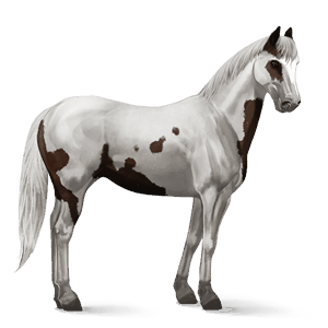 cavallo da corsa mangalarga marchador grigio pezzato