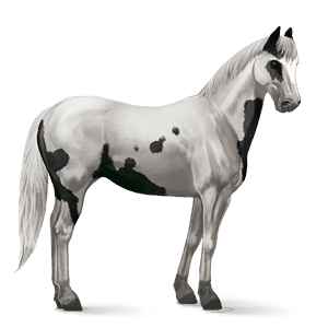 cavallo da corsa paint horse tovero nero