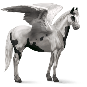 pegaso da corsa nero