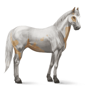 cavallo da corsa cavallo arabo grigio pezzato