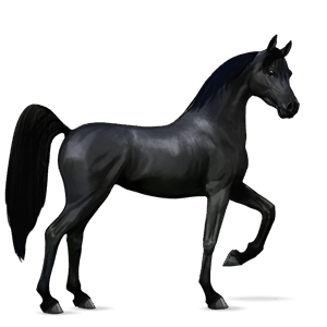 cavallo da corsa cavallo arabo grigio chiaro