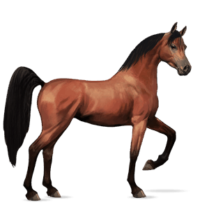 cavallo da corsa cavallo arabo baio rossastro