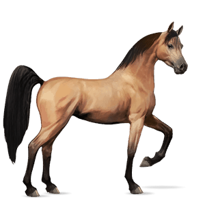 cavallo da corsa lusitano daino