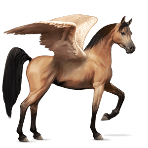 pegaso da corsa cavallo arabo daino