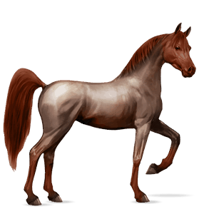 cavallo da corsa cavallo arabo castano scuro