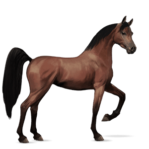 cavallo da corsa baio