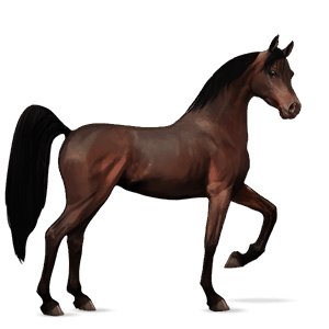 cavallo da corsa berbero baio scuro