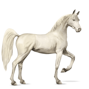 cavallo da corsa cavallo arabo grigio chiaro