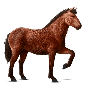 cavallo da corsa curly castano