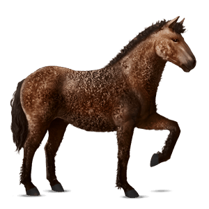 cavallo da corsa knabstrupper leopard nero