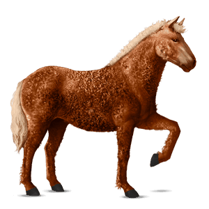 cavallo da corsa berbero baio rossastro