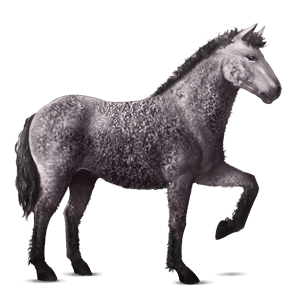 cavallo da corsa curly grigio pezzato