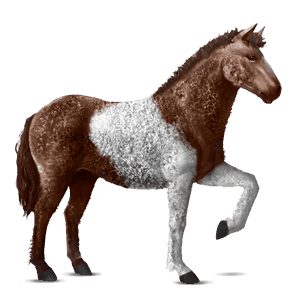 cavallo da corsa curly baio