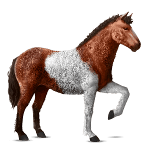 cavallo da corsa hanoverian castano scuro