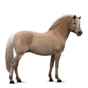 pony haflinger castano biondo platino