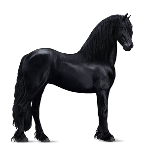 cavallo da corsa frisone nero
