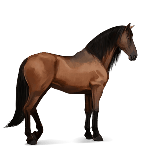 cavallo da corsa cavallo arabo castano