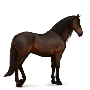 cavallo da corsa cavallo islandese castano scuro
