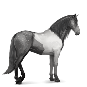 cavallo da corsa akhal-teke grigio pezzato