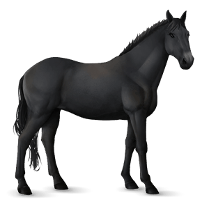 cavallo da corsa nero