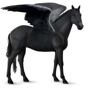 pegaso da corsa camargue nero