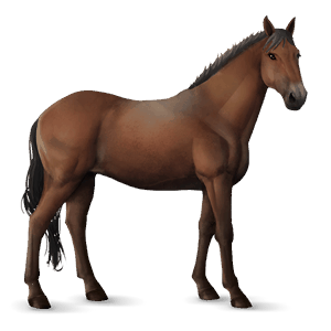 cavallo da corsa hanoverian baio