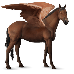 pegaso da corsa knabstrupper baio