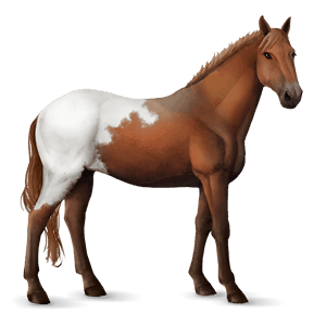 cavallo da corsa lipizzano baio