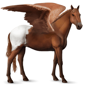 pegaso da corsa knabstrupper manto castano