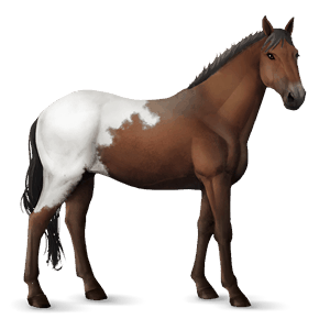 cavallo da corsa manto baio