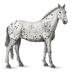 cavallo da corsa nokota nero
