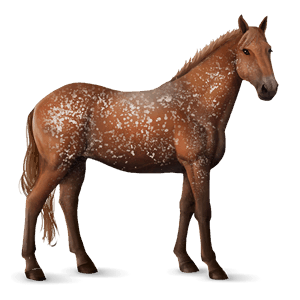cavallo da corsa knabstrupper leopard nero