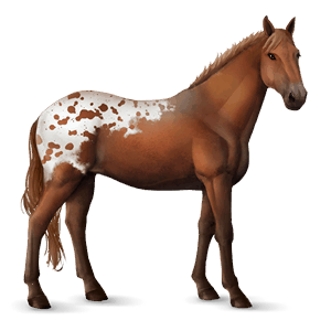 cavallo da corsa appaloosa manto daino