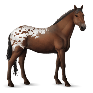 cavallo da corsa hanoverian castano scuro