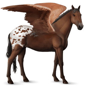 pegaso da corsa knabstrupper manto baio maculato