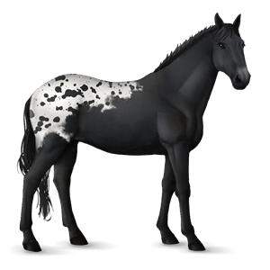 cavallo da corsa hanoverian grullo