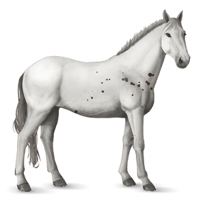 cavallo da corsa knabstrupper castano few spots