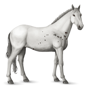cavallo da corsa hanoverian grigio pezzato