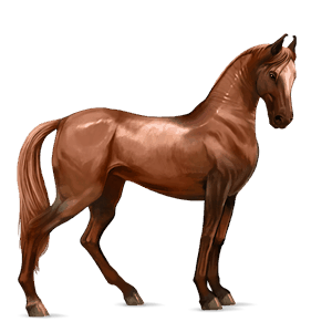 cavallo da corsa akhal-teke castano