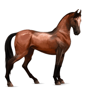 cavallo da corsa trottatore francese castano scuro