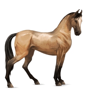 cavallo da corsa hanoverian daino