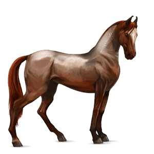 cavallo da corsa purosangue spagnolo grigio chiaro