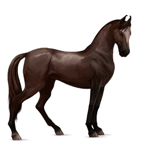 cavallo da corsa cavallo arabo castano scuro