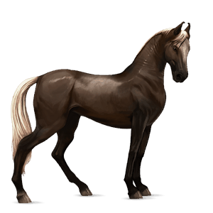 cavallo da corsa hanoverian baio scuro