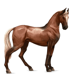 cavallo da corsa grigio pezzato