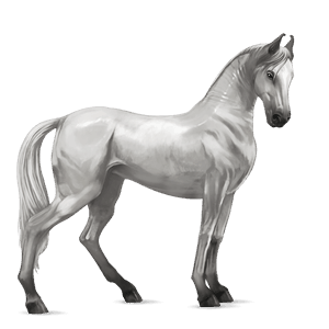 cavallo da corsa hanoverian grigio chiaro