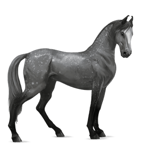 cavallo da corsa hanoverian grigio pezzato