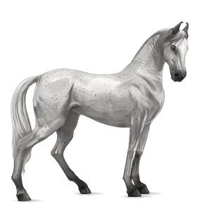 cavallo da corsa cavallo arabo grigio chiaro